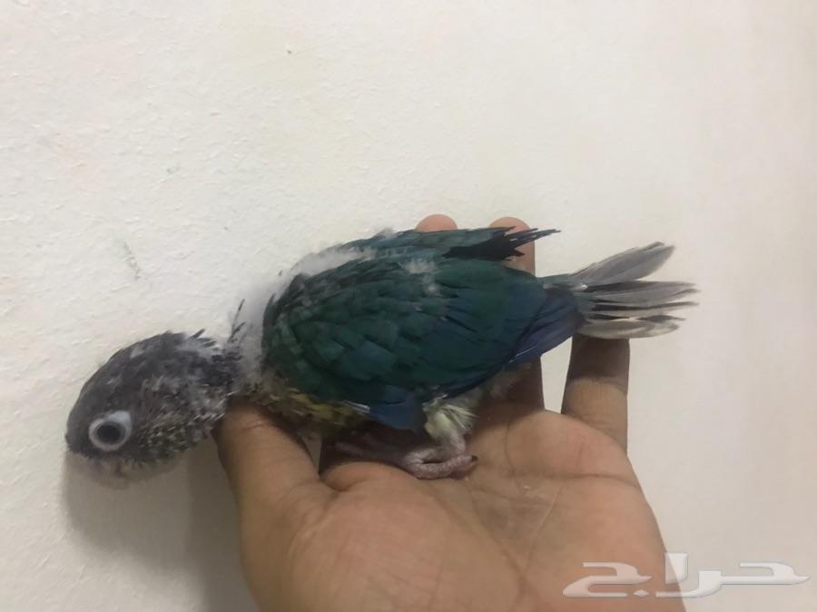 فرخ كنيور تركواز يلوسايد