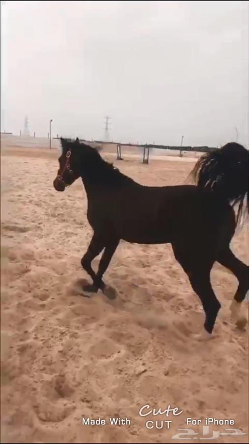 حصان شعبي ينافس الواهو