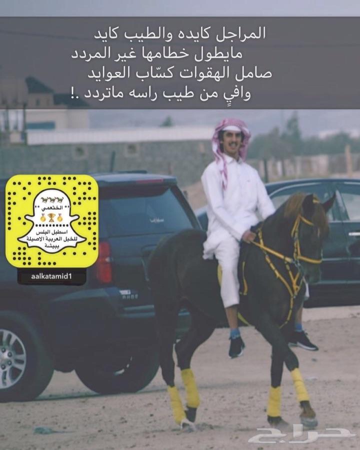 فرس ومهره للبيع