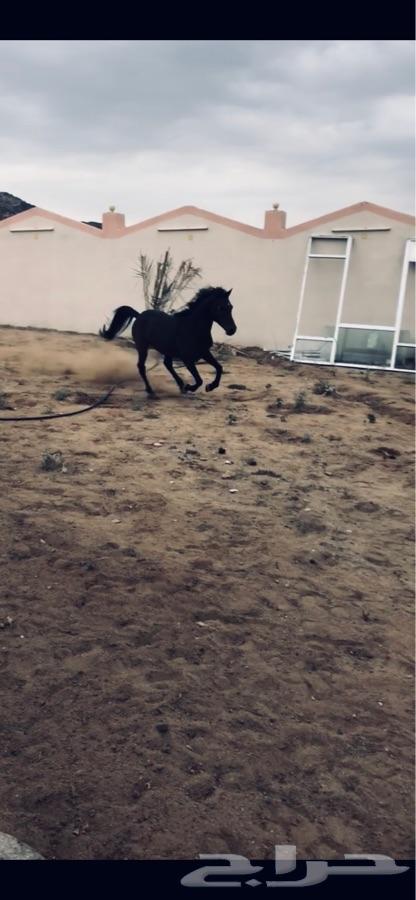 حصان شعبي شيخ