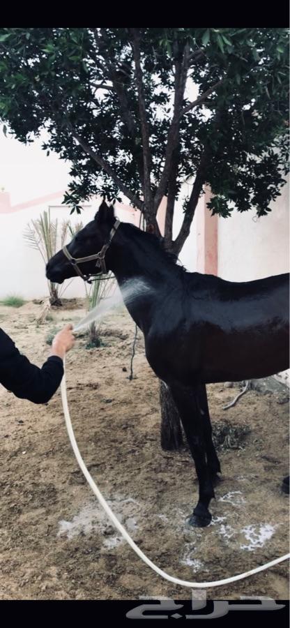 حصان شعبي شيخ