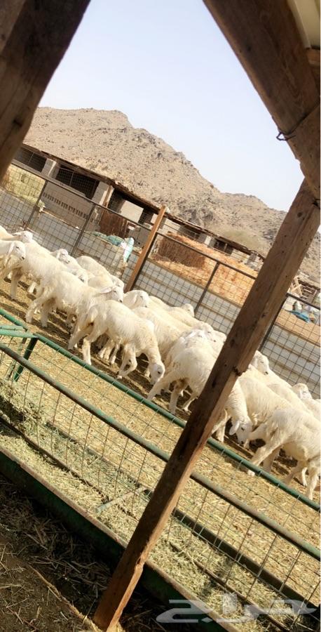 طليان ورخال حرية