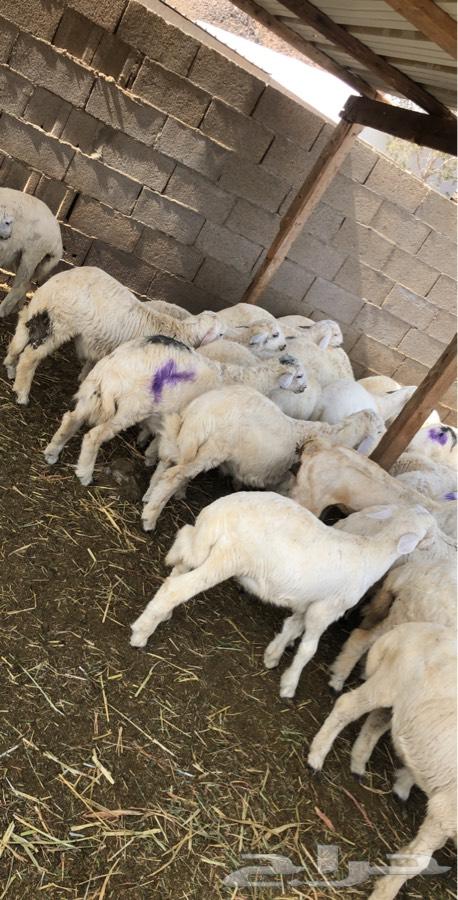 طليان ورخال حرية