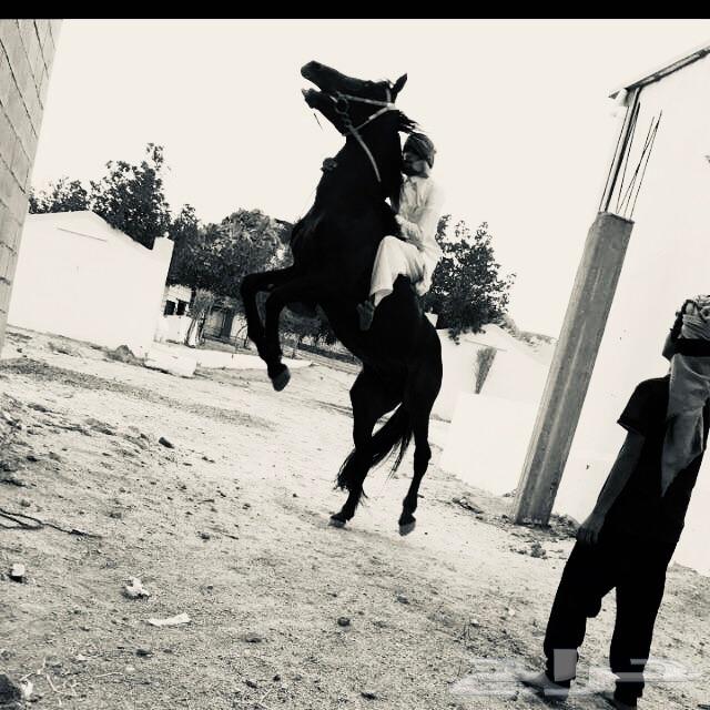 حصان شعبي شيخ