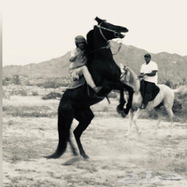 حصان شعبي شيخ