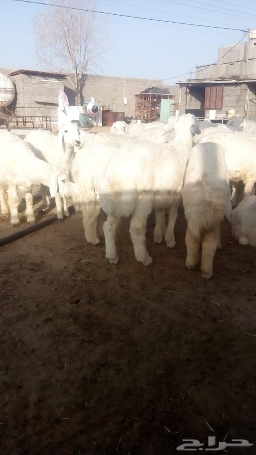 طليان حري وسواكن وسط وجبر طيبات بالحيل