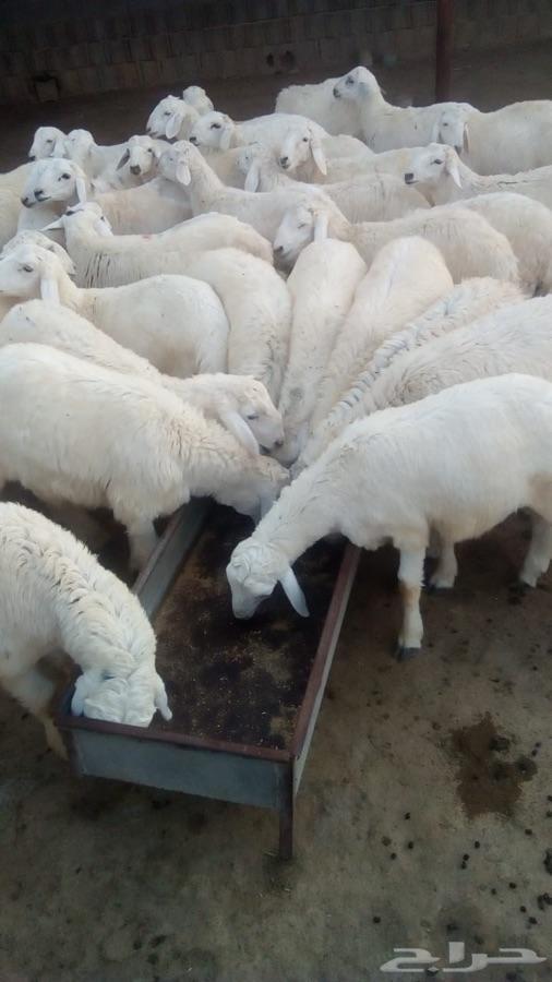 طليان حري وسواكن وسط وجبر طيبات بالحيل