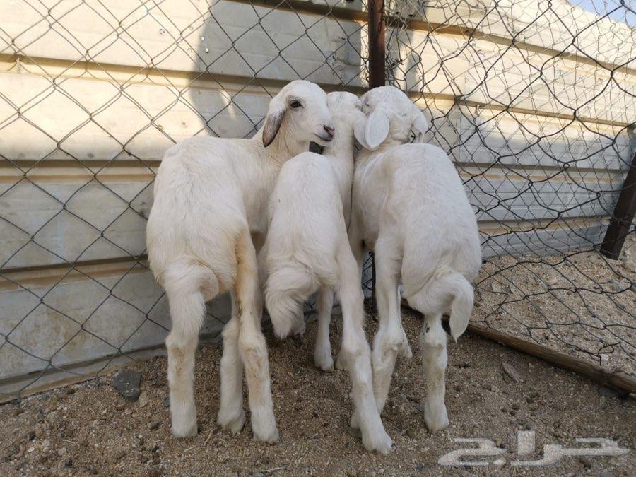 بهم حريات ثلاثة