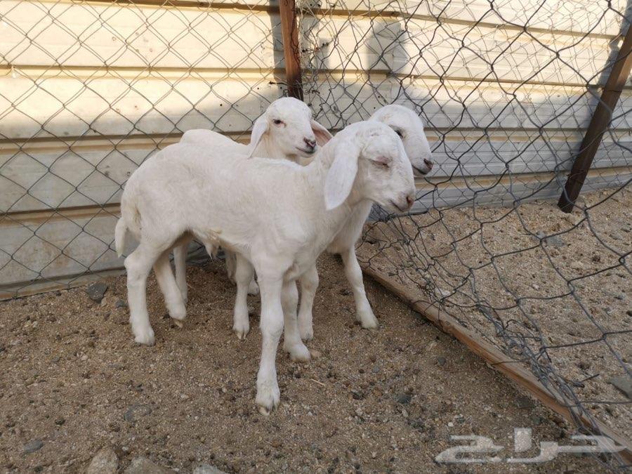 بهم حريات ثلاثة