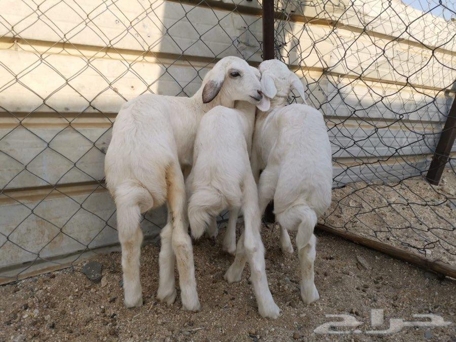 بهم حريات ثلاثة