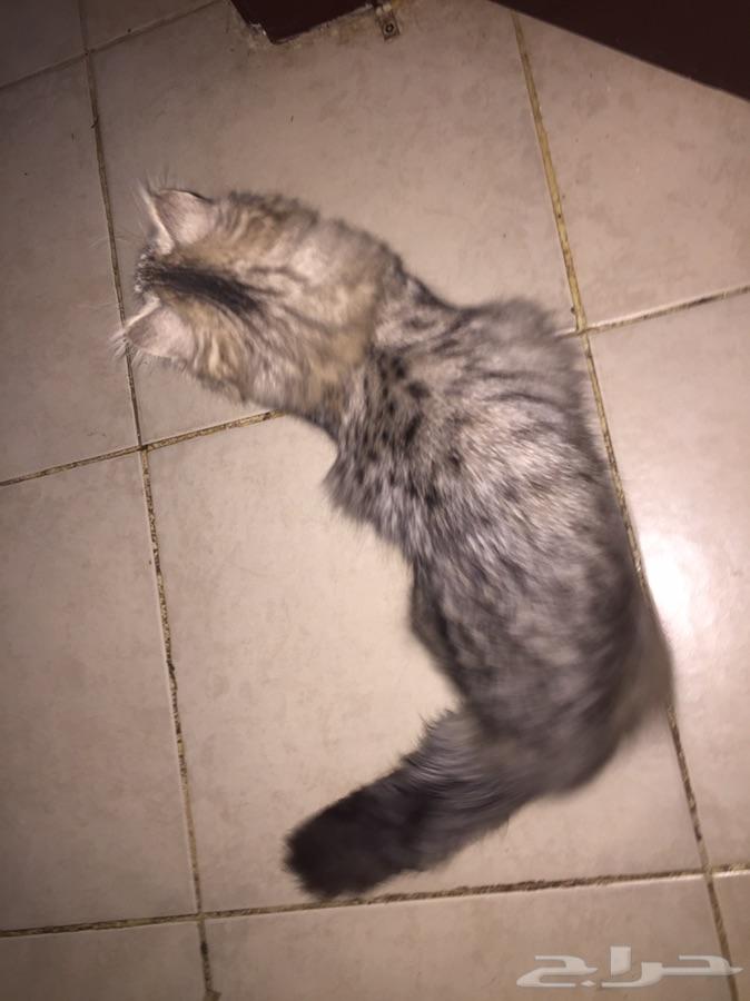 قط شيرازي للبيع