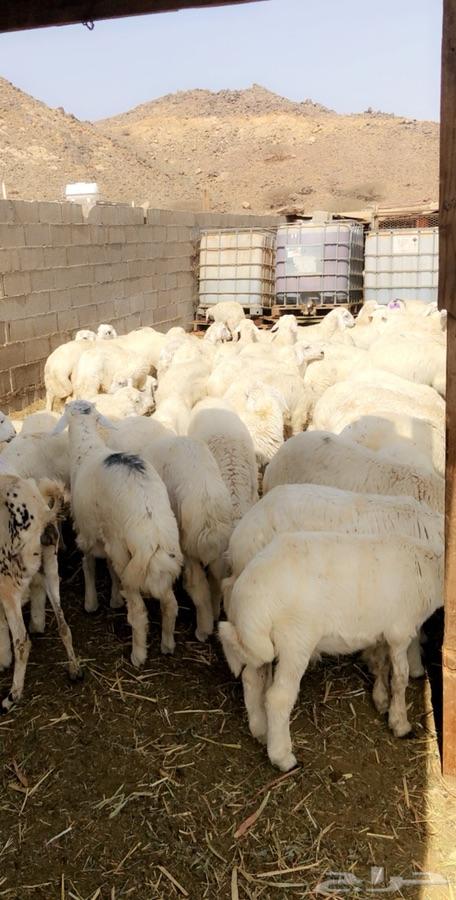 طليان ورخال حرية ذبايح رمضان