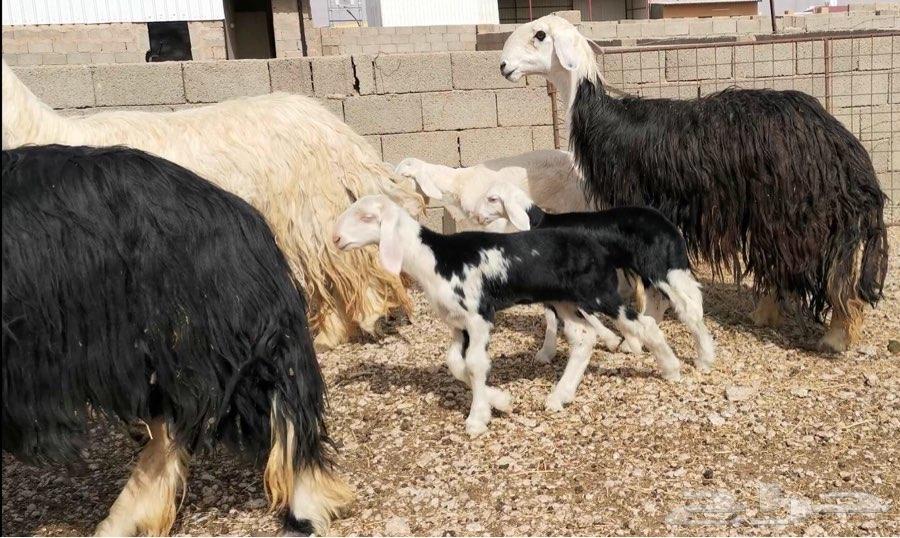 شياه نجد طيبه لاهل الصنف ( 3 معهن 3 )