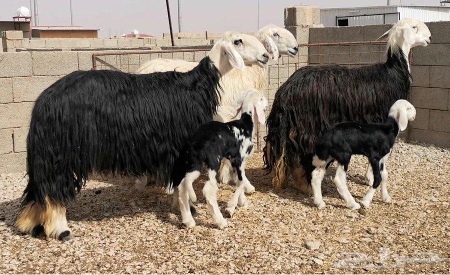 شياه نجد طيبه لاهل الصنف ( 3 معهن 3 )