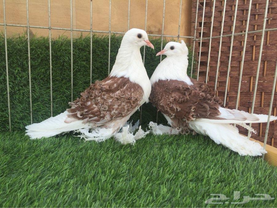 طبه مفتل مكتف