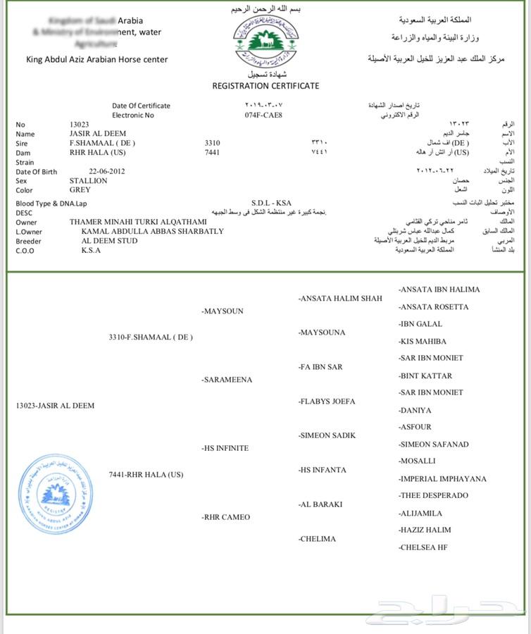 فحل واهو مصري شيخ