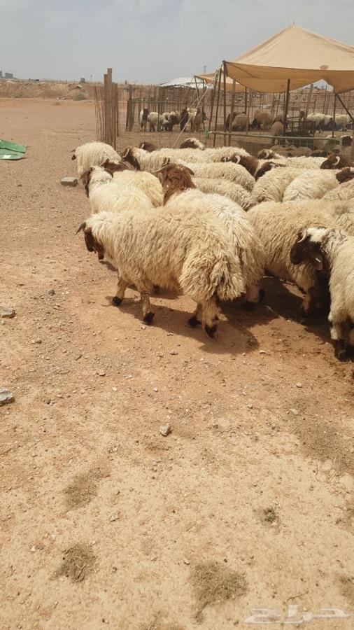 حشو وذبايح طيبات