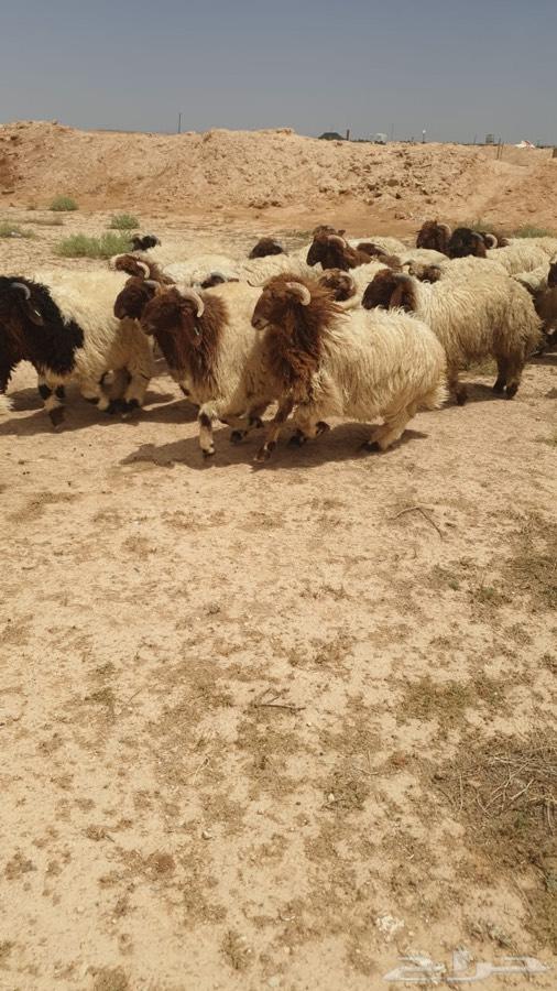 حشو وذبايح طيبات