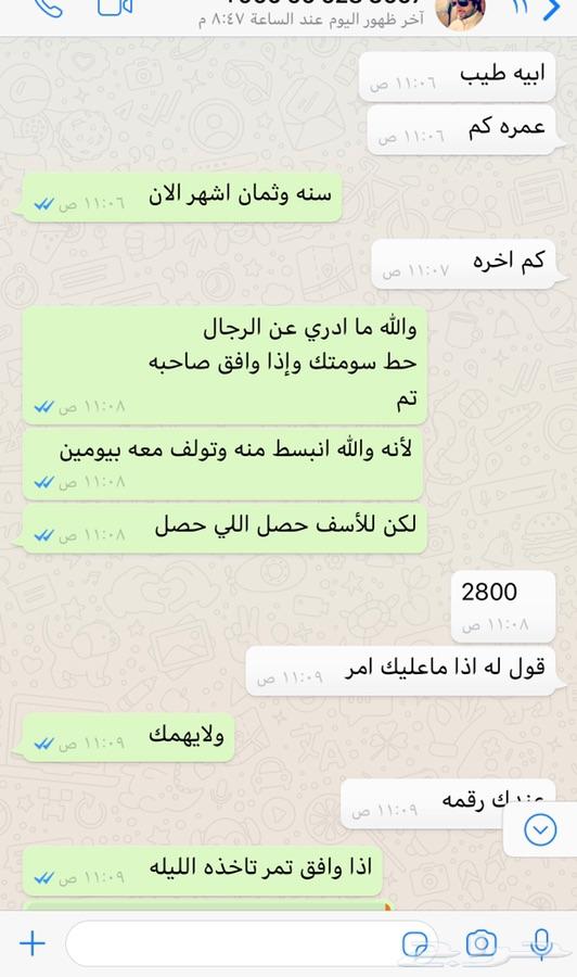 ببغاء كاسكو متكلم لون فاتح