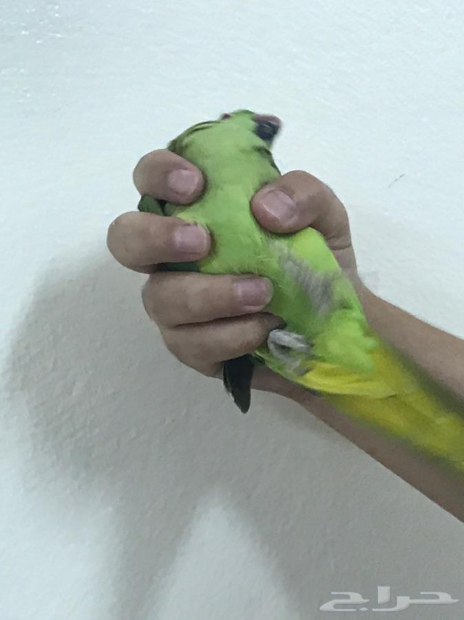 زوج دره منتج الذكر هولندي اقبل البدل