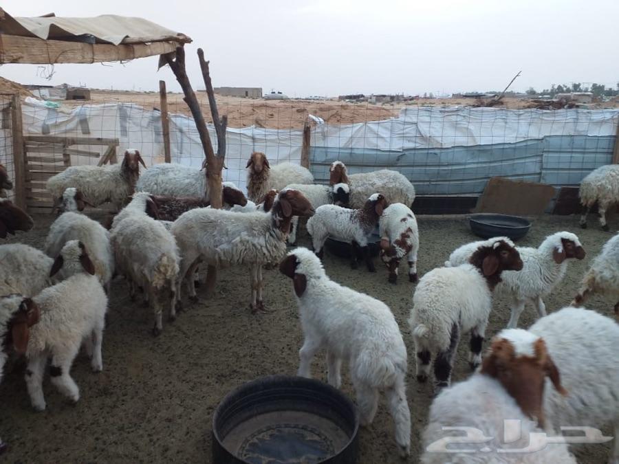 للبيع نعيم مراح واحد