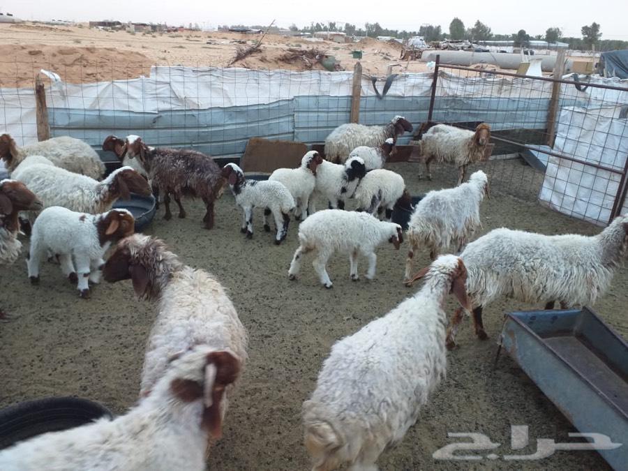 للبيع نعيم مراح واحد