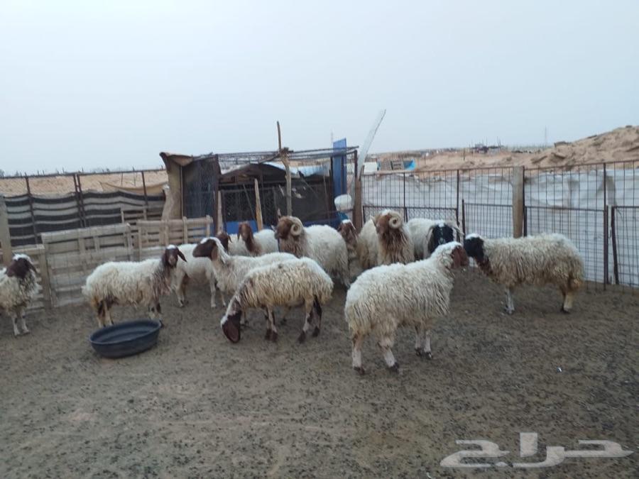 للبيع نعيم مراح واحد