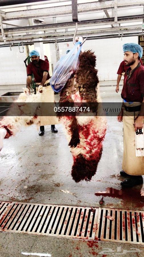 ذبايح طليان واسعارنا ارخص من السوق