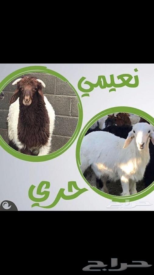 ذبيحه ذبايح لمنزلك حري نعيمي سواكني تيوس