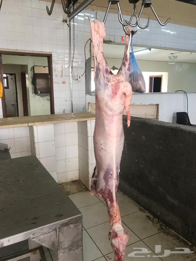 ذبيحه ذبايح لمنزلك حري نعيمي سواكني تيوس