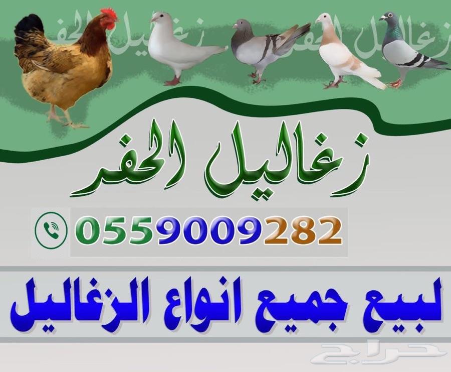 فراخه (زغاليل) حمام