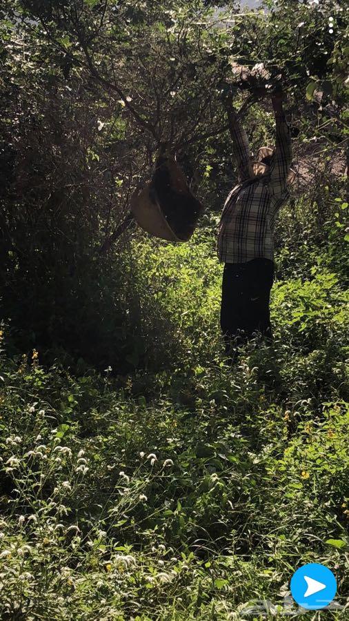 عسل سدر جبلي على الذمه والضمان