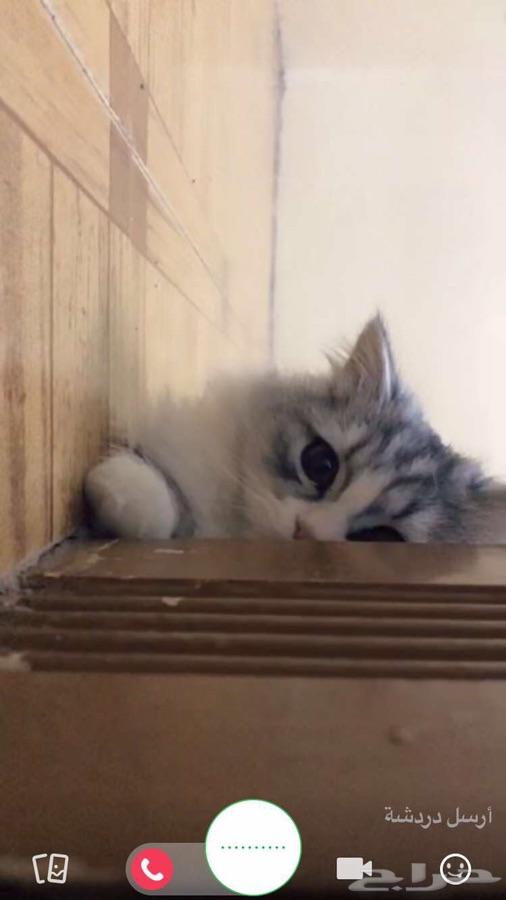 قط بيكي فيس شيرازي للبيع