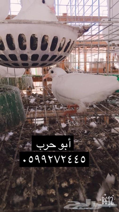 زغاليل فرنسي