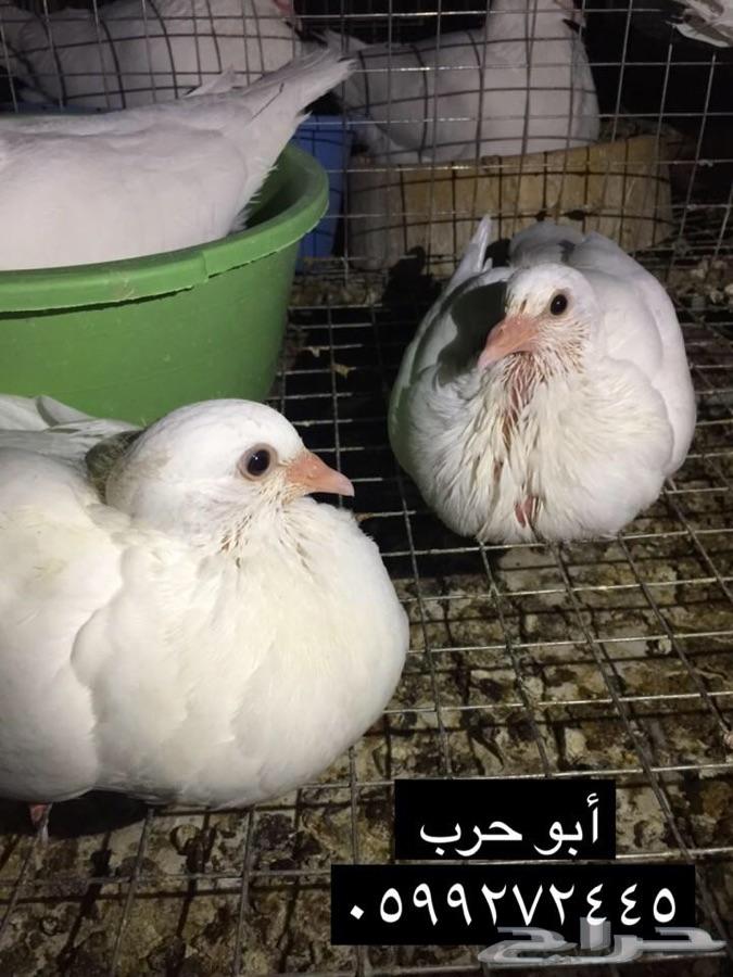 زغاليل فرنسي
