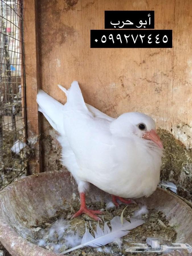 زغاليل فرنسي