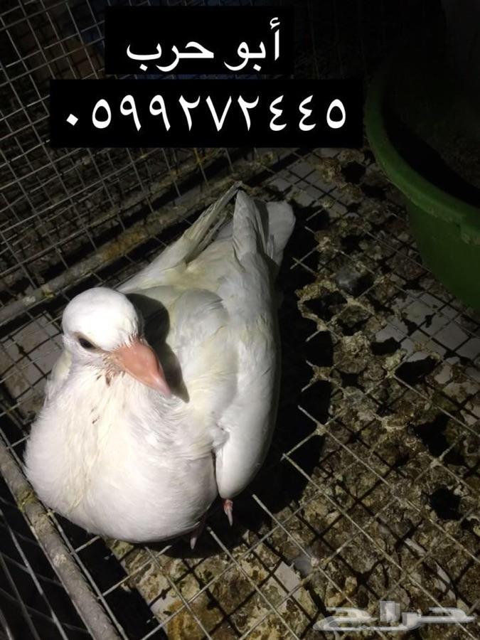 زغاليل فرنسي