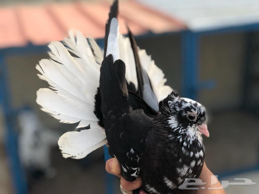 زوج قطيفي قطم Toop