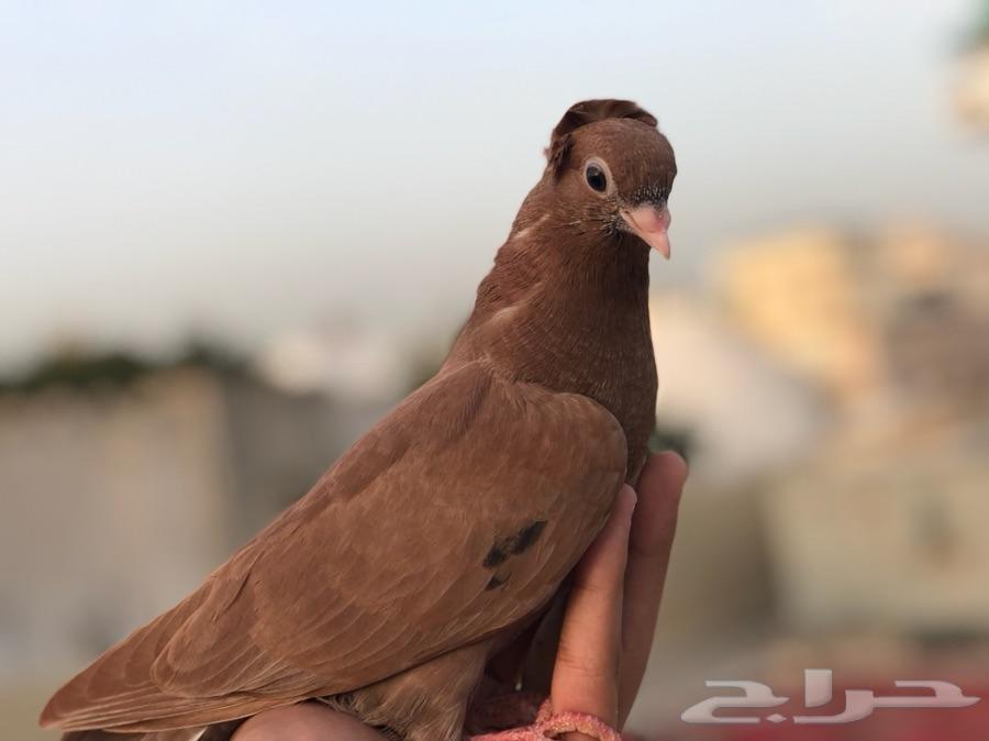 زوج قطيفي قطم Toop