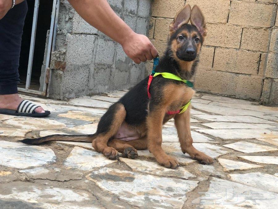 جيرمن شيبرد بيور