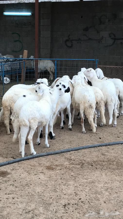 طليان حريات جبره وسواكن بيض ذبايح العيد