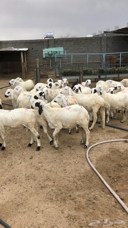 طليان حريات جبره وسواكن بيض ذبايح العيد