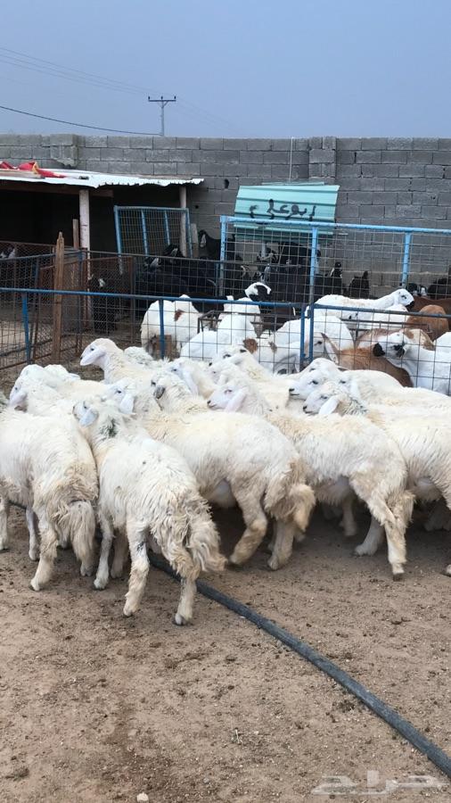 طليان حريات جبره وسواكن بيض ذبايح العيد