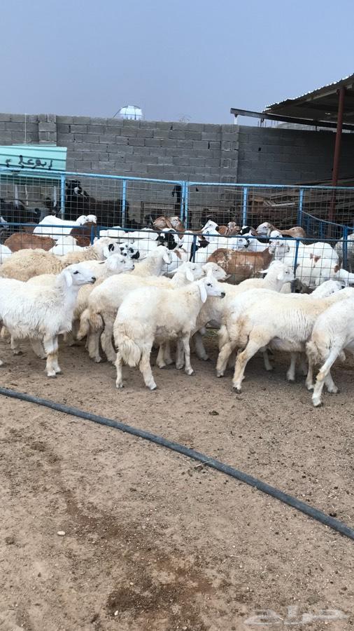 طليان حريات جبره وسواكن بيض ذبايح العيد