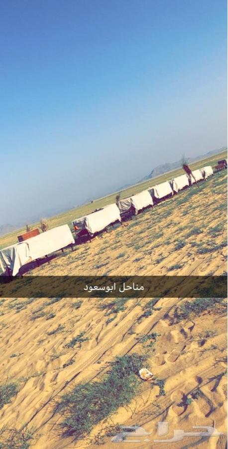 عسل سدر