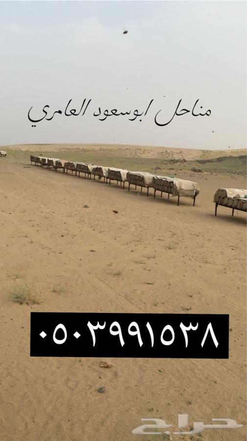 عسل سدر
