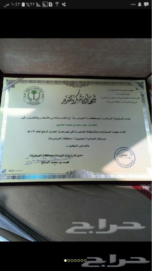 عسل سدر