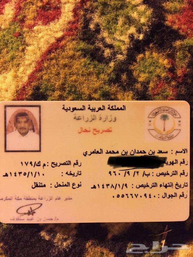 عسل سدر