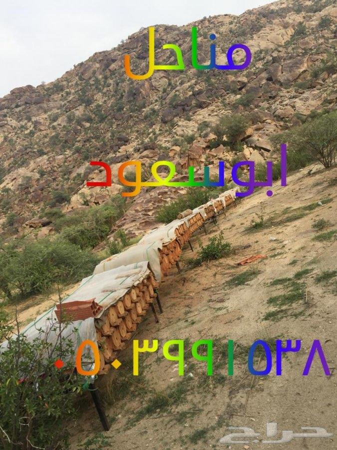 عسل سدر