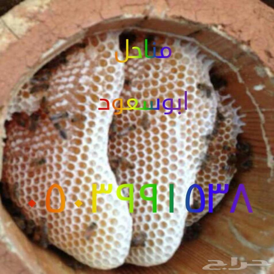 عسل سدر